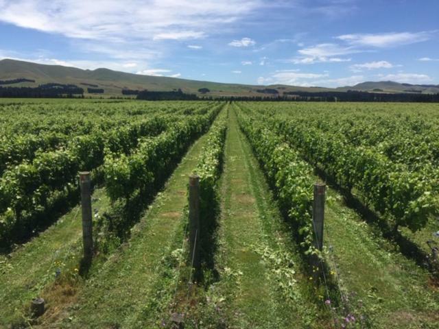 Romantic Vineyard Getaway Waipara المظهر الخارجي الصورة